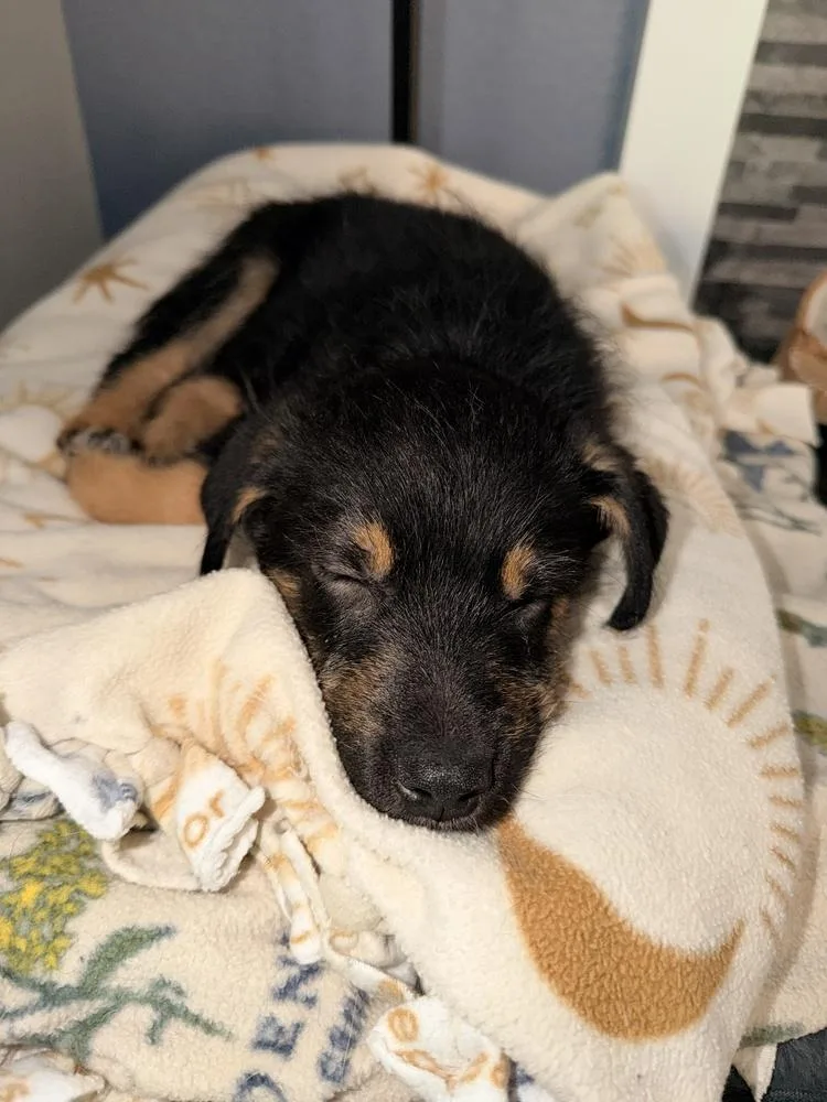 A baby medium-sized male Tricolor (Brown, Black, & White) Shepherd dog named Bowie for adoption in Broomfield, CO