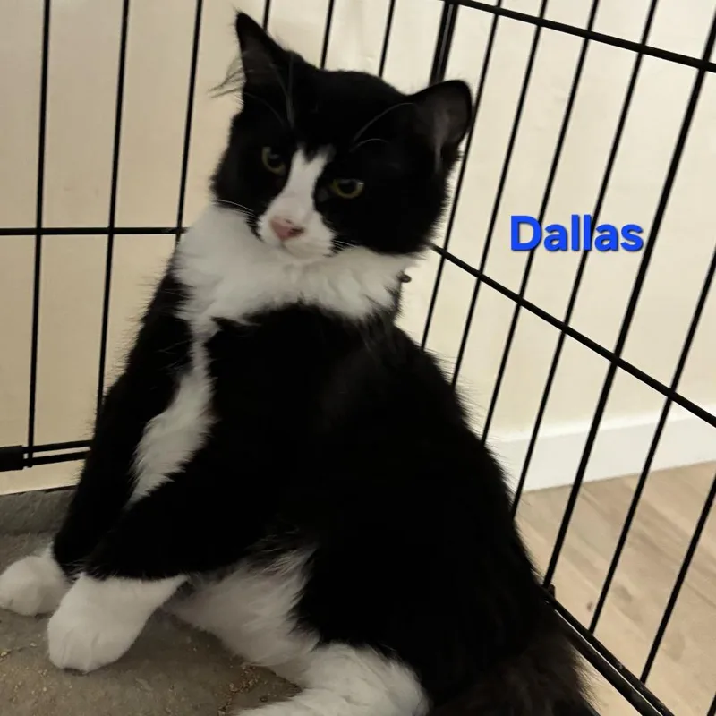 A baby small-sized male Black Domestic Short Hair cat named E Dallas for adoption in Centralia, WA