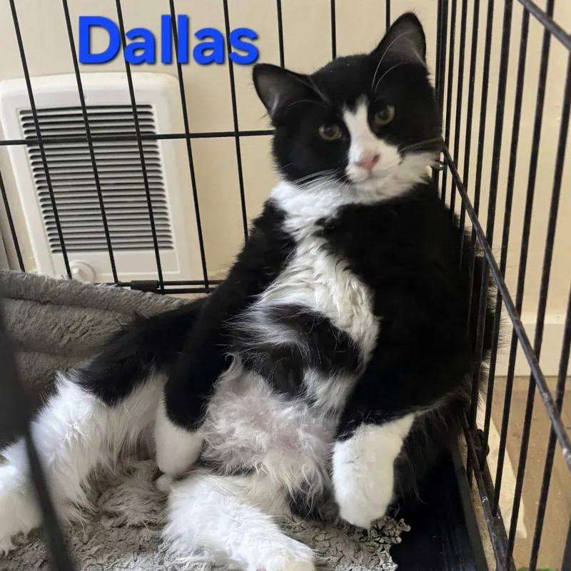E Dallas thumbnail 2