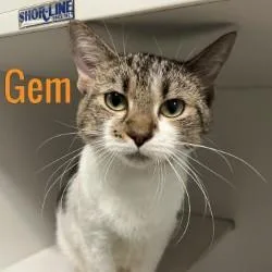 An adult medium-sized female Domestic Short Hair cat named Gem for adoption in Pleasantville, NJ