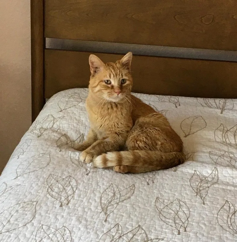 An adult medium-sized male Domestic Short Hair cat named Sunny for adoption in Lafayette, CO