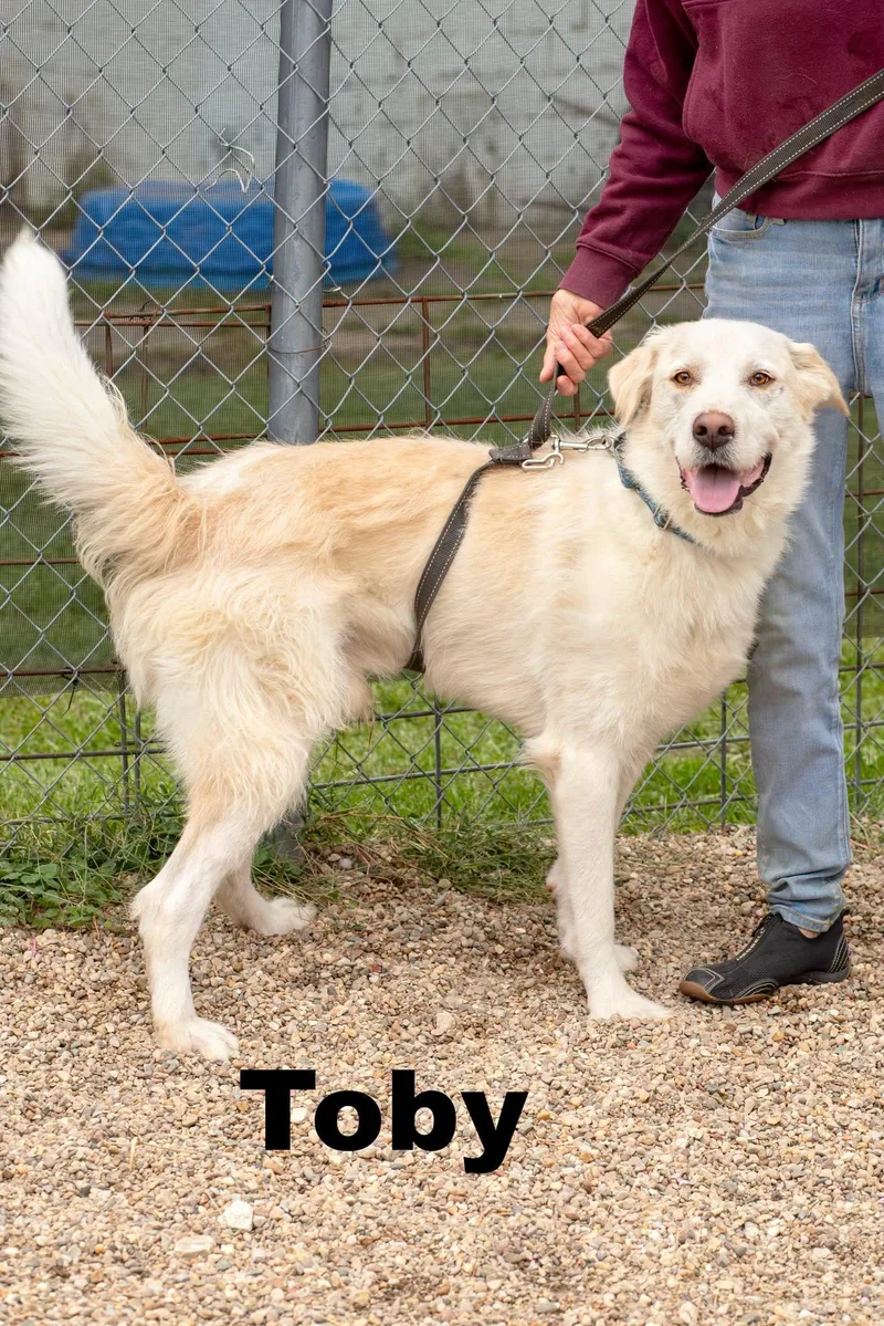 An adult large-sized male Apricot / Beige Great Pyrenees dog named Toby for adoption in Macomb, IL