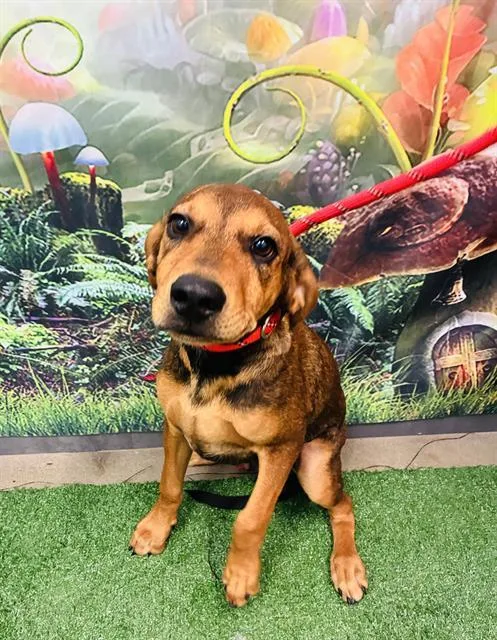 A baby medium-sized male Redbone Coonhound dog named Ned Nederlander for adoption in Globe, AZ