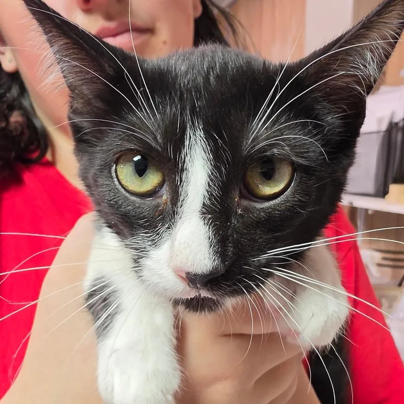 A baby small-sized female Black Domestic Short Hair cat named Domi for adoption in Leander, TX