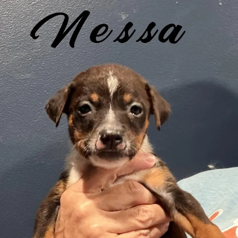 A baby small-sized female Brown / Chocolate Mixed Breed dog named Nessa for adoption in Olathe, KS