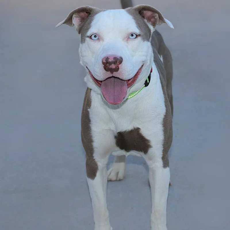 An adult medium-sized male Mixed Breed dog named Chisum for adoption in Las Cruces, NM