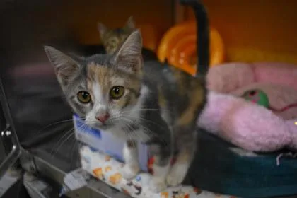 A young medium-sized female Domestic Short Hair cat named Mary for adoption in Kansas City, MO