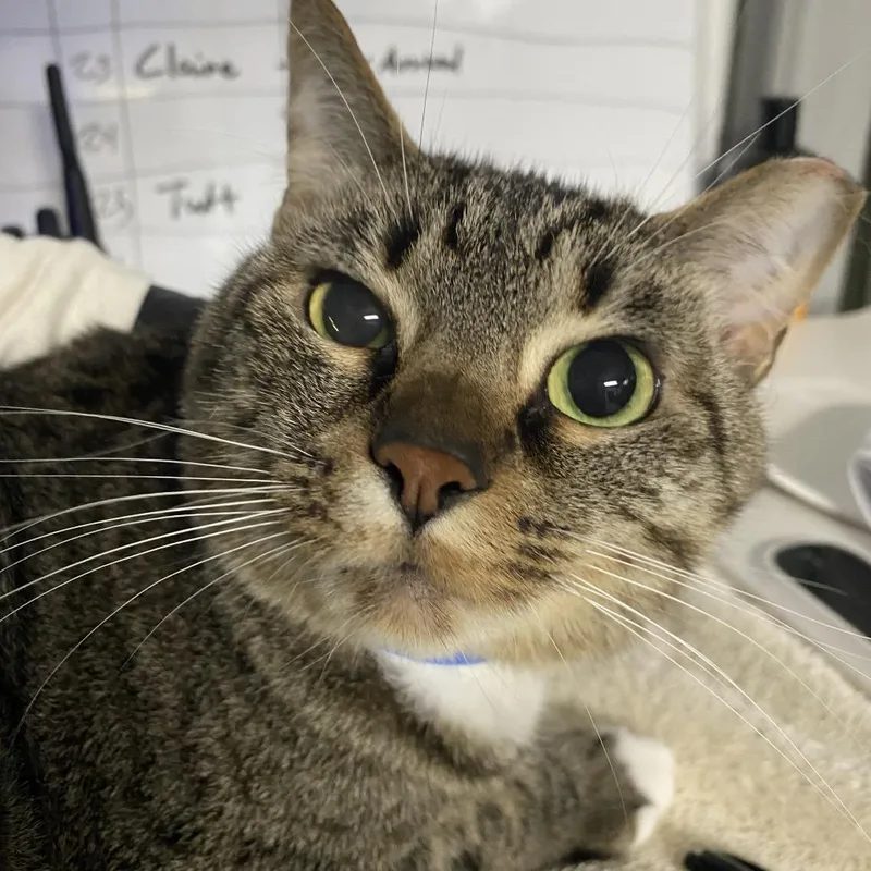 An adult large-sized male Brown / Chocolate Domestic Short Hair cat named Cinnamon for adoption in Lakeland, FL
