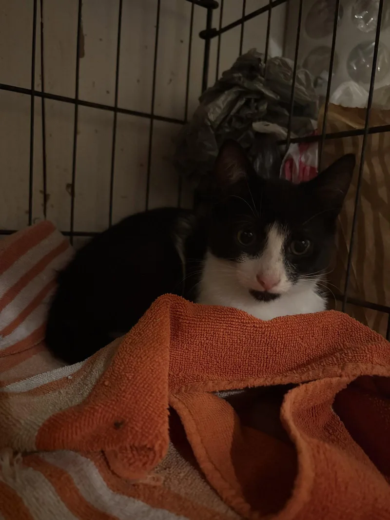 A young medium-sized male Black & White / Tuxedo Domestic Short Hair cat named Cheddar for adoption in Yardley, PA