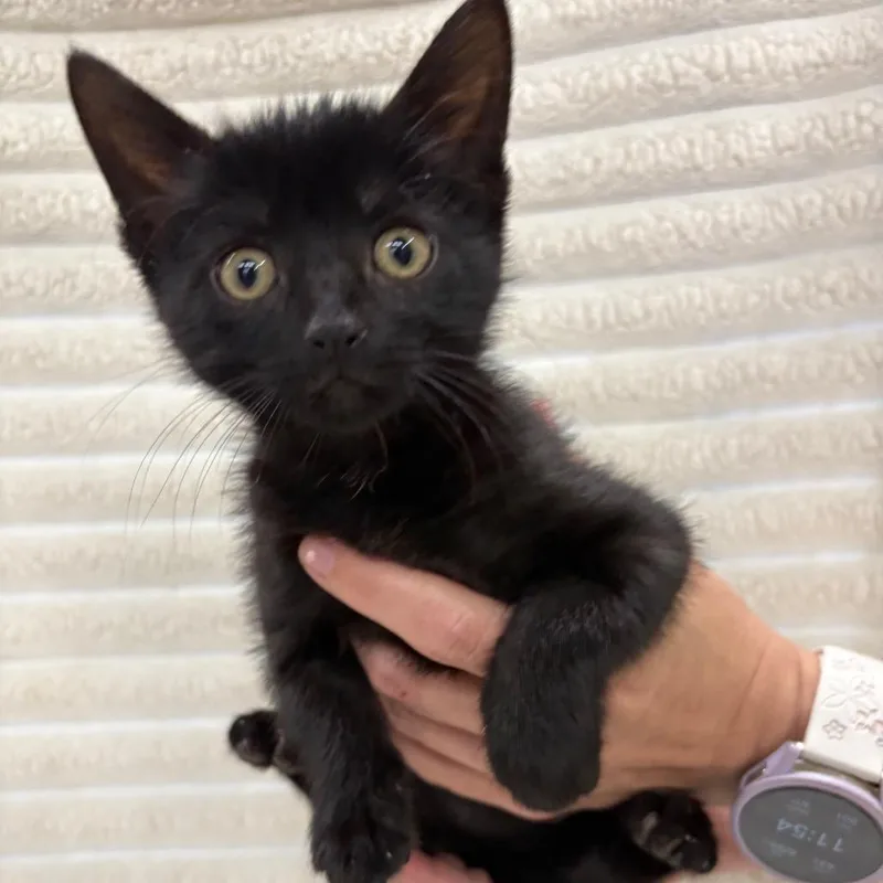 A baby small-sized male Buff / Tan / Fawn Domestic Short Hair cat named Lucky for adoption in Fulton, MO