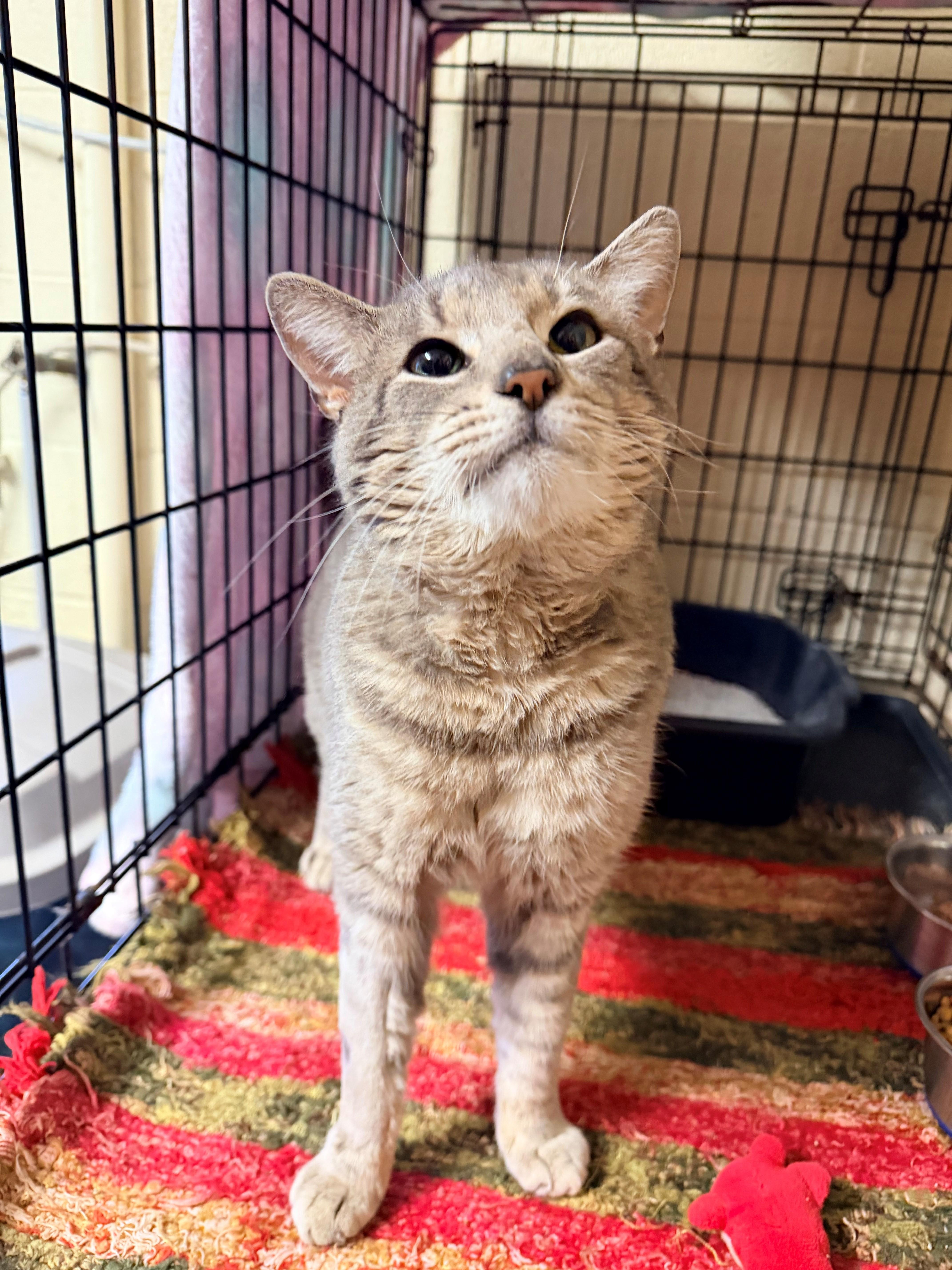 A young large-sized male Gray / Blue / Silver Domestic Short Hair cat named Lionel for adoption in Willimantic, CT