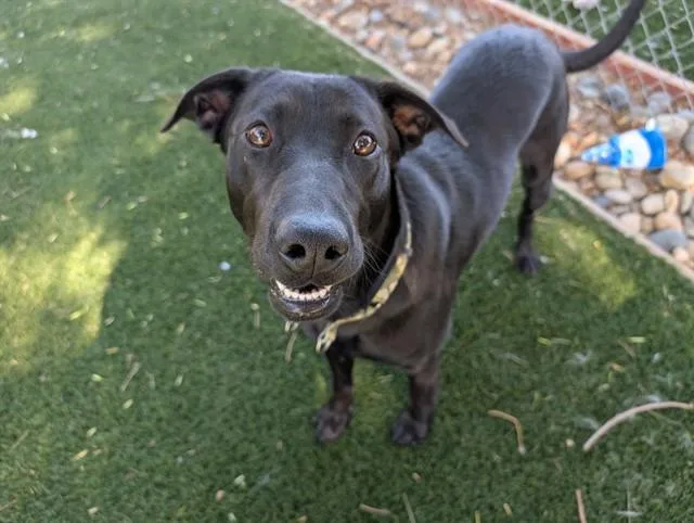 A young medium-sized male Labrador Retriever dog named River for adoption in Antioch, CA