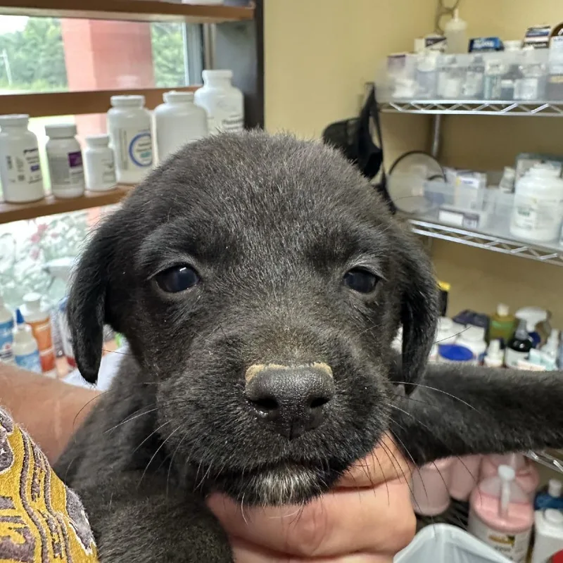 A baby medium-sized female Gray / Blue / Silver Mixed Breed dog named Jethrine for adoption in Corinth, MS