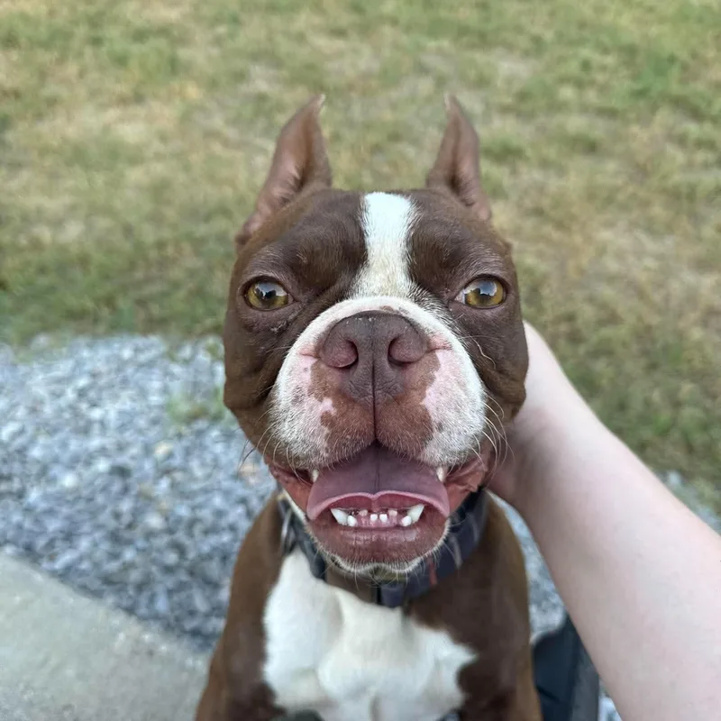 An adult medium-sized female Boston Terrier dog named Royal for adoption in Milwaukee, WI