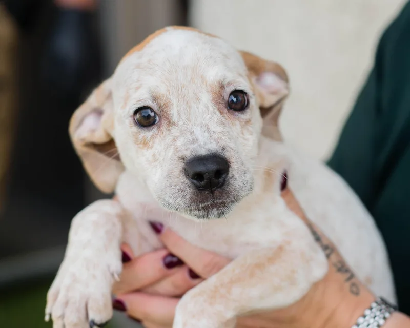 A baby medium-sized male White / Cream Hound dog named Speckle for adoption in Mont Belvieu, TX