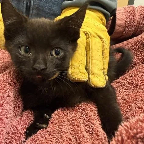 A baby small-sized female Black Domestic Short Hair cat named Gummy Worms for adoption in Jacksonville, FL