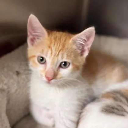 A young medium-sized male Domestic Short Hair cat named Bowser for adoption in Kansas City, MO