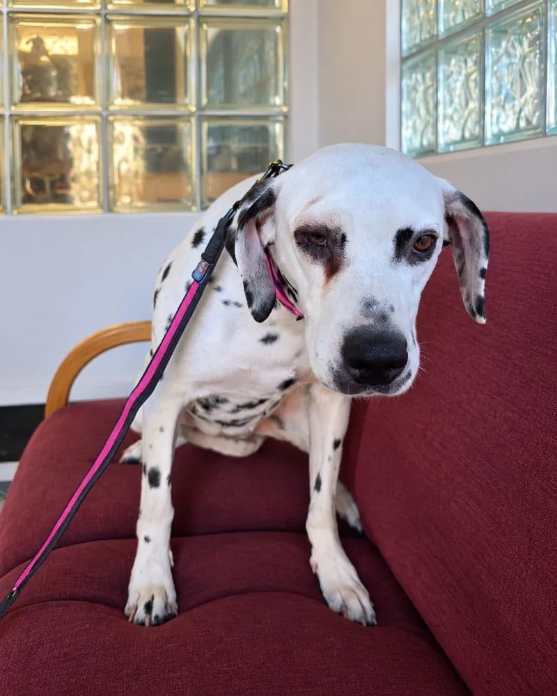 A young medium-sized female Dalmatian dog named Perdy for adoption in Reno, NV