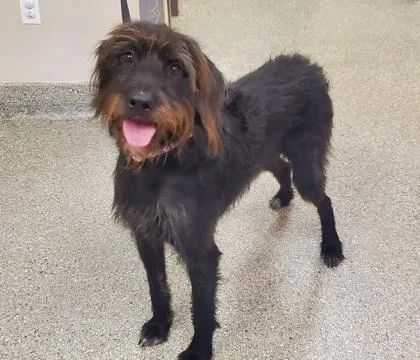 An adult large-sized female German Wirehaired Pointer dog named Lettie for adoption in Kansas City, MO