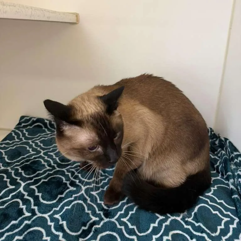 An adult medium-sized female Black Domestic Short Hair cat named Samantha Bonded W Lucy for adoption in Gadsden, AL