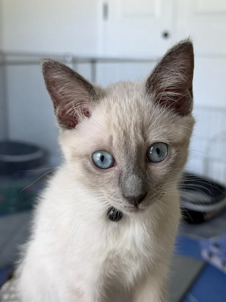 A baby medium-sized female Siamese cat named Crane for adoption in Richardson, TX