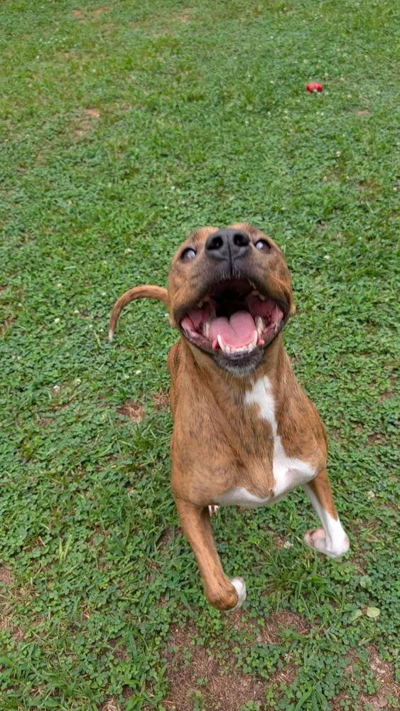 A young medium-sized female Brindle Staffordshire Bull Terrier dog named Trinket for adoption in Gillsville, GA