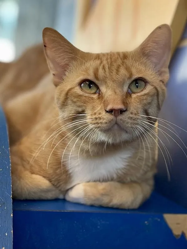 An adult small-sized male Domestic Short Hair cat named Sneak Peak for adoption in Austin, TX