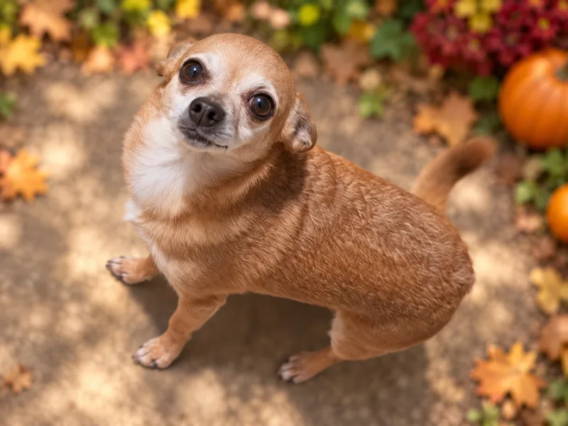 An adult small-sized male fawn Chihuahua dog named Stefan for adoption