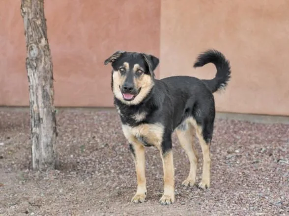 A young large-sized male Mixed Breed dog named Hotshot for adoption in Santa Fe, NM