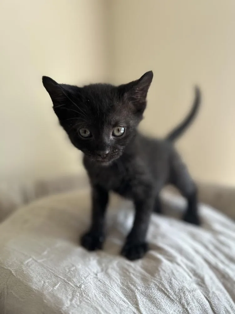 A baby small-sized male Domestic Short Hair cat named Gin for adoption in Chicago, IL