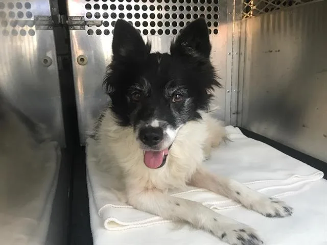 An adult medium-sized female Border Collie dog named Felicity for adoption in Tustin, CA