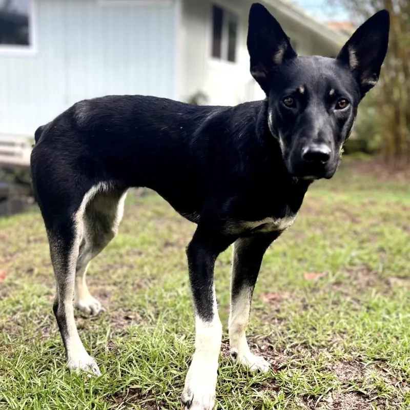 A young medium-sized female Black Mixed Breed dog named Elvira for adoption in Keaau, HI