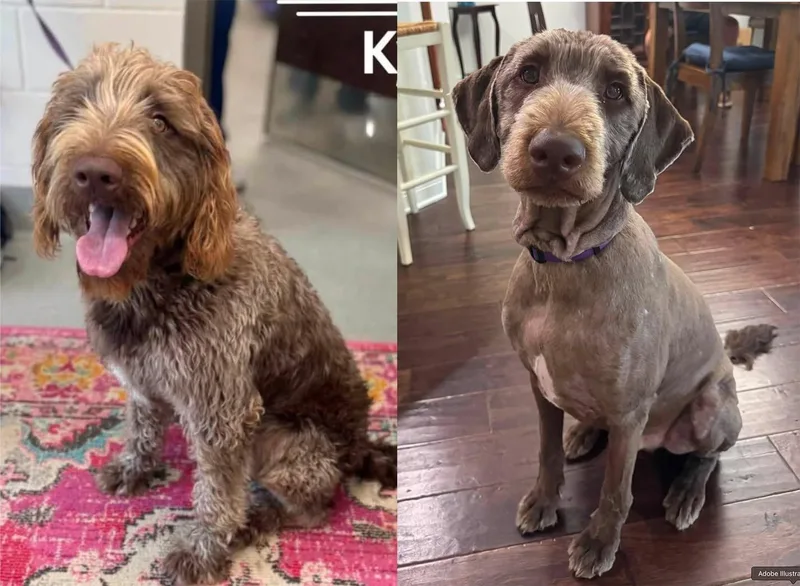An adult large-sized male Labradoodle dog named Kyle for adoption in Saint Petersburg, FL