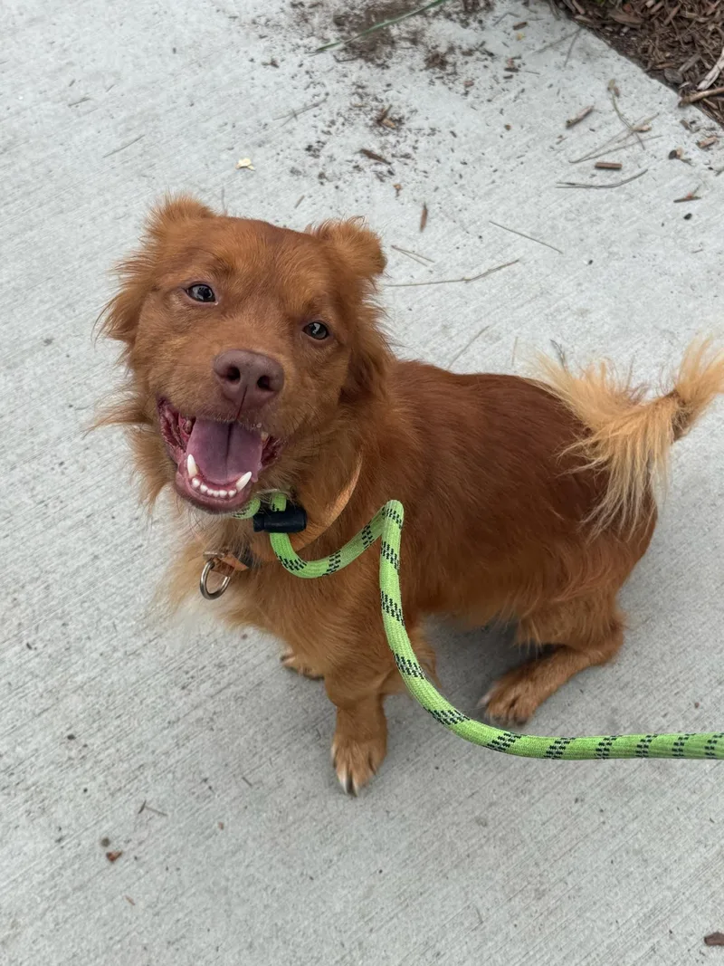 Clifford thumbnail 2