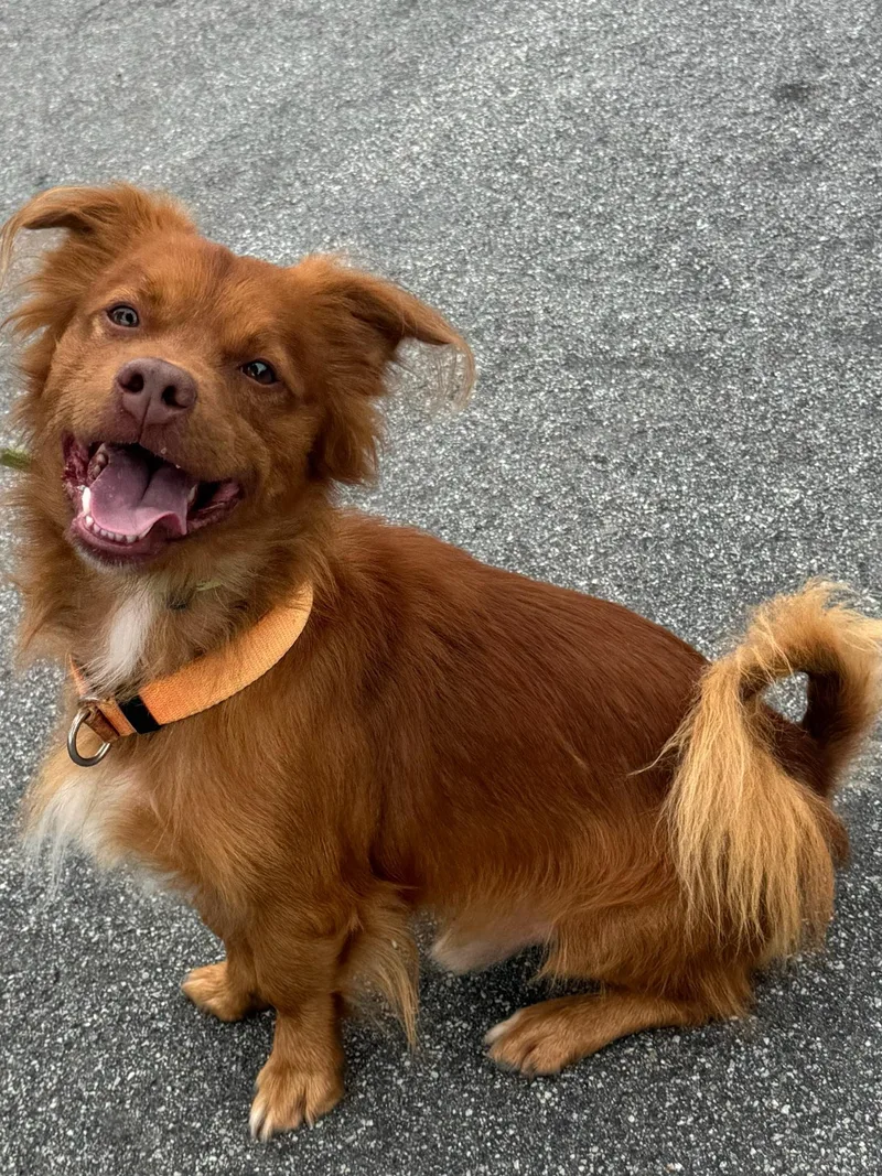 Clifford thumbnail 3