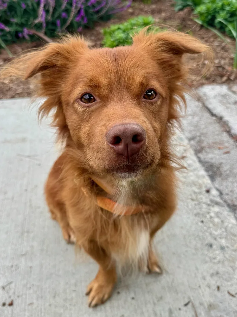 Clifford thumbnail 5