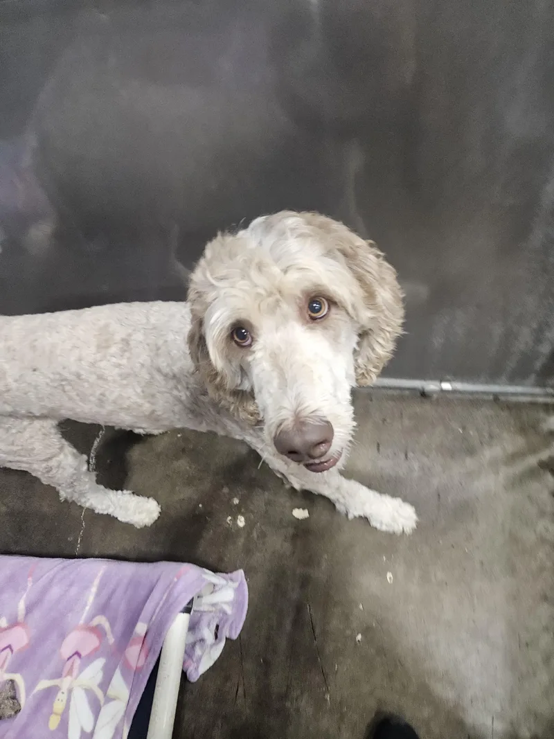 A young medium-sized female Gray / Blue / Silver Bernedoodle dog named Lady Bird for adoption in Kalamazoo, MI