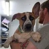 A baby medium-sized female Red / Chestnut / Orange Cattle Dog dog named Penelope for adoption in Woodinville, WA