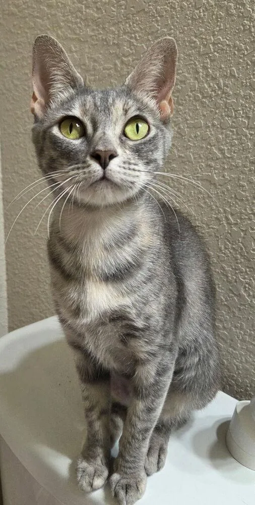 An adult medium-sized female Domestic Short Hair cat named Missy for adoption in Dallas, TX