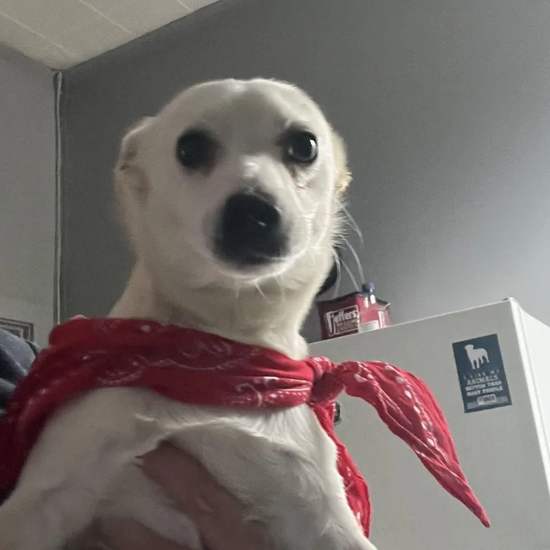 An adult small-sized male Mixed Breed dog named Diego for adoption in Fairfax, VA