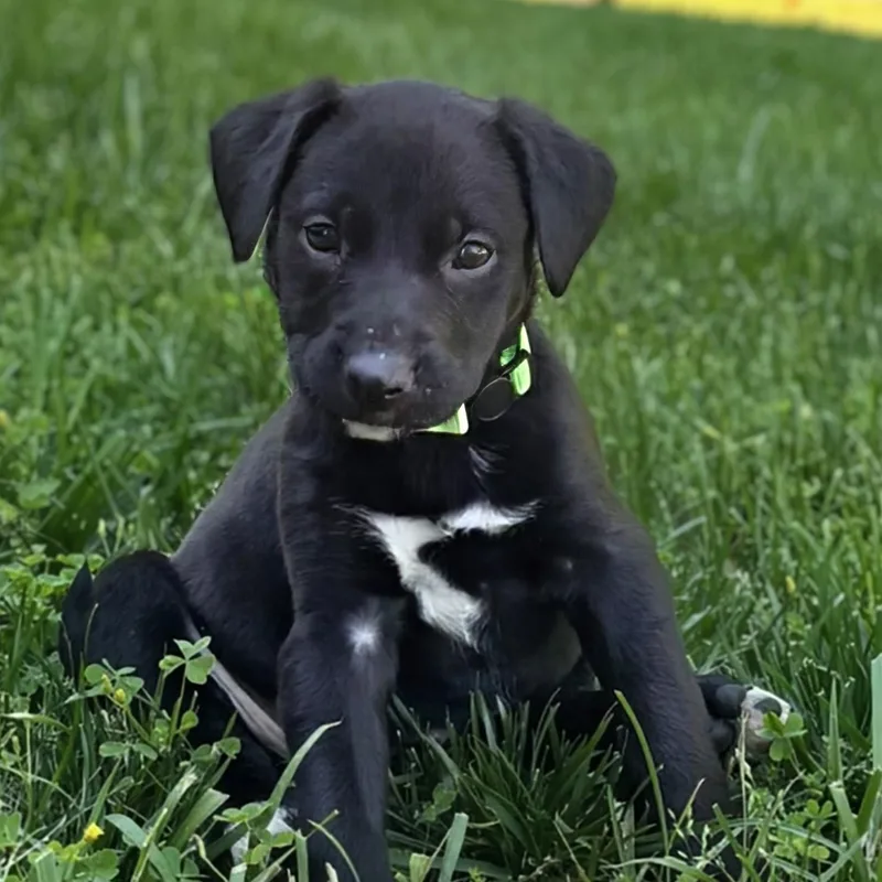 A baby medium-sized female Black Labrador Retriever dog named Squish for adoption in Potomac, MD