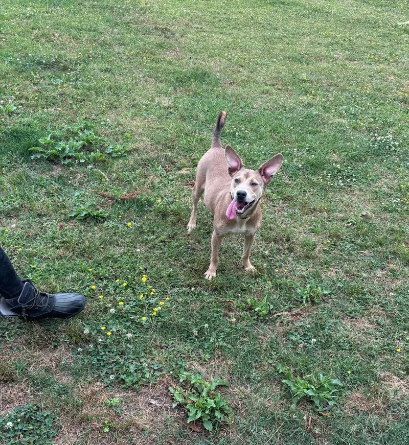 A young medium-sized female Shepherd dog named Mia Reyes for adoption in Little Rock, AR