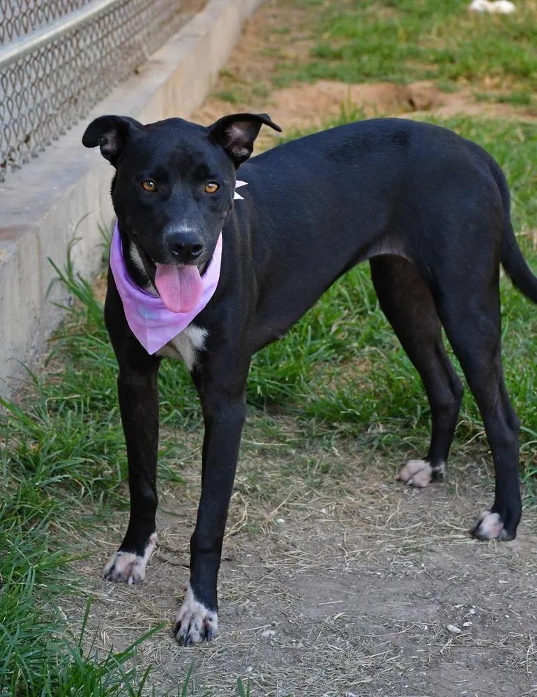 A young medium-sized female Tricolor (Brown, Black, & White) Labrador Retriever dog named Junie B. A for adoption in Silsbee, TX