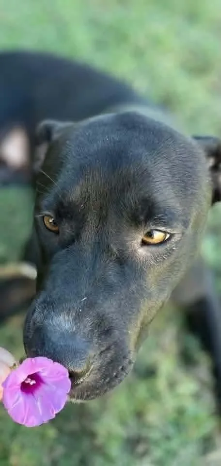 Junie B. A thumbnail 2