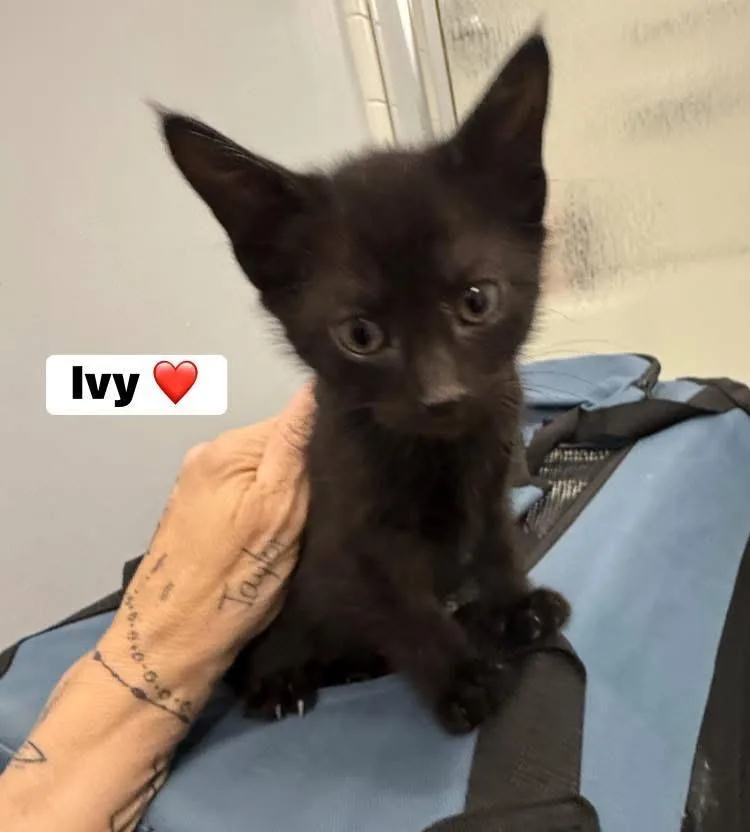 A baby small-sized female Black Domestic Short Hair cat named Ivy for adoption in Turnersville, NJ
