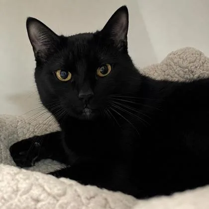 An adult medium-sized male Black Domestic Short Hair cat named Catrick Swayze for adoption in West Swanzey, NH