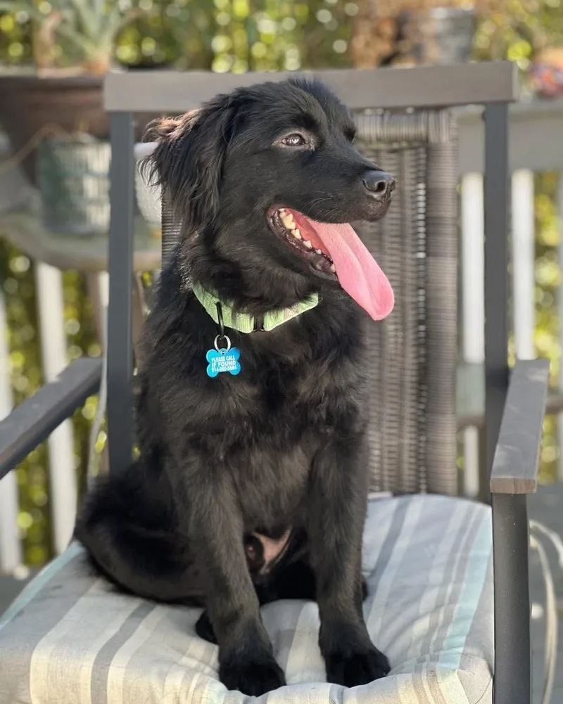 A young medium-sized male Flat-Coated Retriever dog named Griffon for adoption in Wappingers Falls, NY