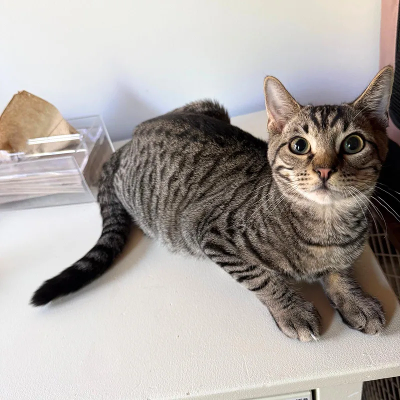 A baby medium-sized male Domestic Short Hair cat named Helium & Krypton for adoption in Brooklyn, NY