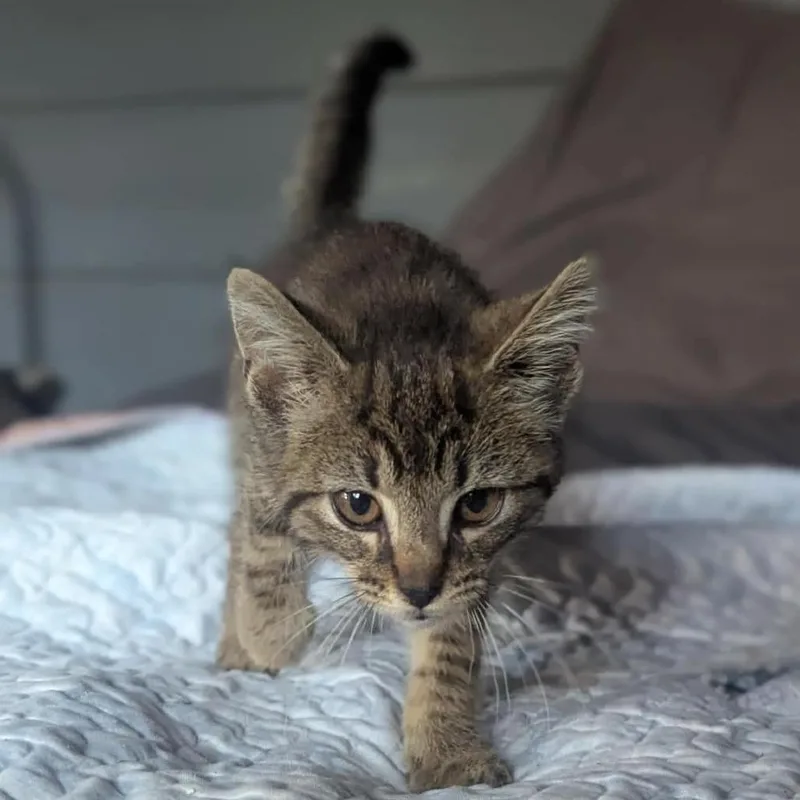 A baby small-sized female Gray / Blue / Silver American Shorthair cat named Possum for adoption in Melbourne, KY