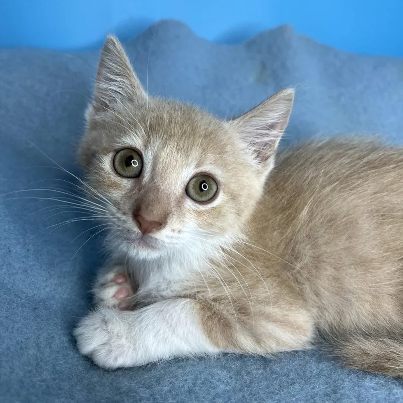 A baby small-sized male Orange / Red Domestic Short Hair cat named Buddy for adoption in San Antonio, TX